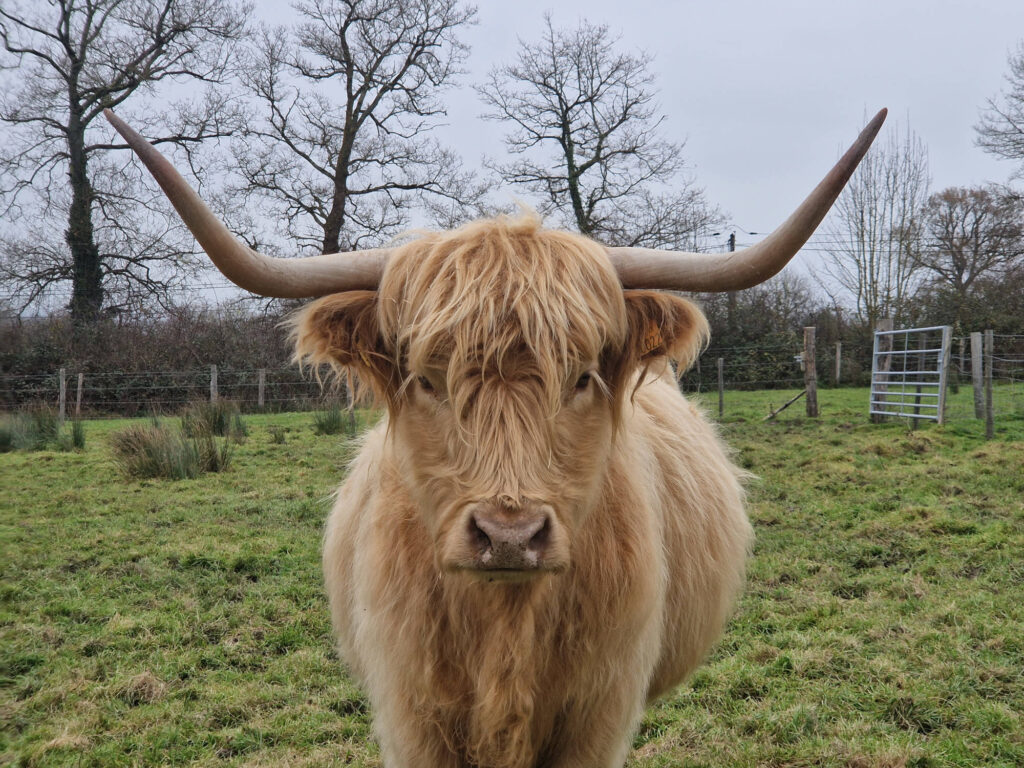 rapprochée de la tête